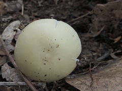 Amanita
