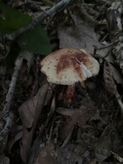 Amanita amerirubescens