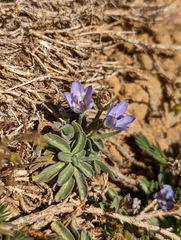 Campanula scabrella