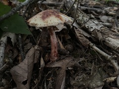 Amanita amerirubescens
