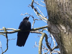 Corvus corone