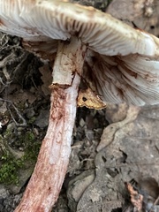 Amanita amerirubescens