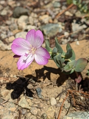Epilobium siskiyouense