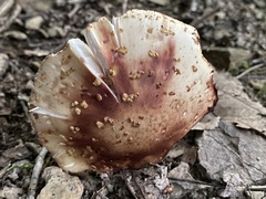 Amanita amerirubescens