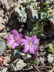 Epilobium siskiyouense