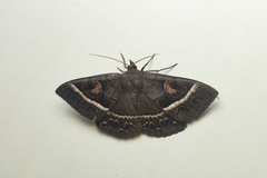 Metopta rectifasciata