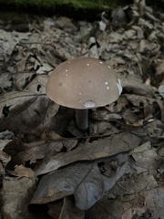 Tylopilus