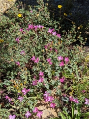 Epilobium siskiyouense