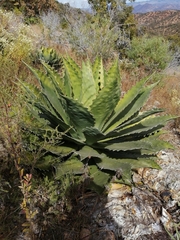 Agave cupreata