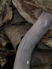 Tylopilus
