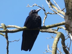 Corvus corone