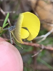 Gompholobium minus