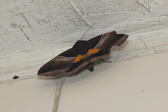 Bastilla fulvotaenia
