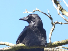 Corvus corone