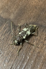 Enaphalodes taeniatus