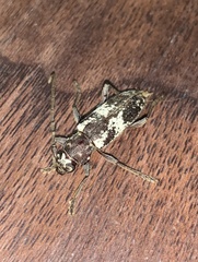 Enaphalodes taeniatus