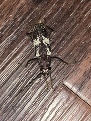 Enaphalodes taeniatus