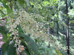 Clethra barbinervis