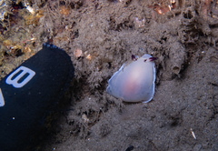 Dendrodoris azineae
