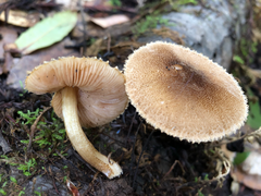Pluteus plautus