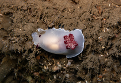 Dendrodoris azineae