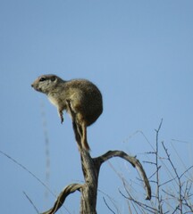 Urocitellus townsendii