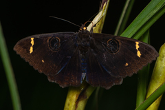 Erebus hieroglyphica