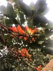Erythrina edulis
