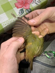 Mionectes macconnelli