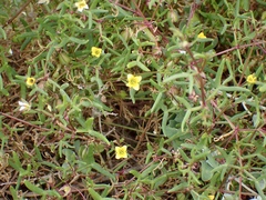 Roepera angustifolia