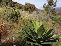 Agave cupreata