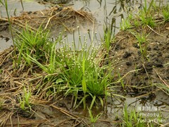 Eriocaulon buergerianum