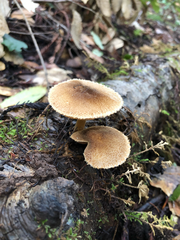 Pluteus plautus