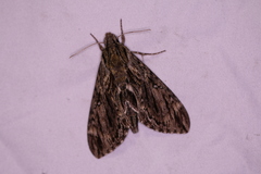 Lintneria eremitus
