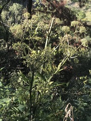 Prionosciadium thapsoides