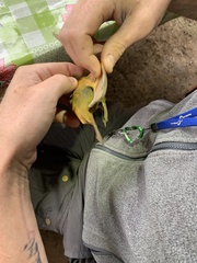 Mionectes macconnelli