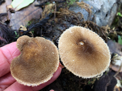 Pluteus plautus