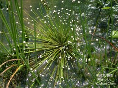 Eriocaulon buergerianum