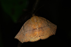 Lycimna polymesata