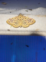 Polygrammodes eleuata