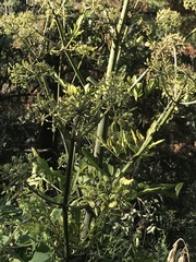Prionosciadium thapsoides