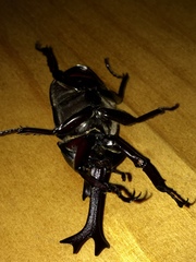 Trypoxylus dichotomus