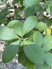 Machilus obovatifolia