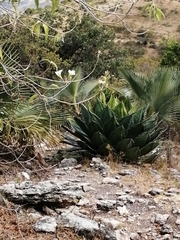 Agave cupreata