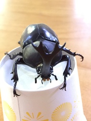 Trypoxylus dichotomus