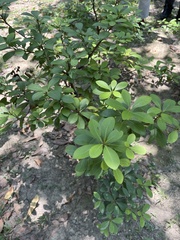 Machilus obovatifolia