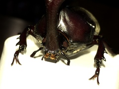 Trypoxylus dichotomus