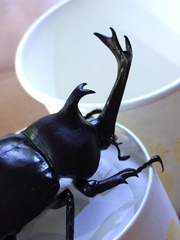 Trypoxylus dichotomus