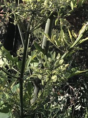 Prionosciadium thapsoides