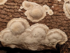 Fomitopsis meliae